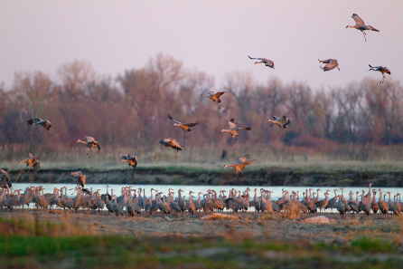 Sandhill Cranes in field by water body