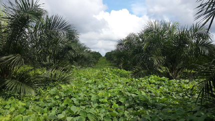 Palm oil plantation