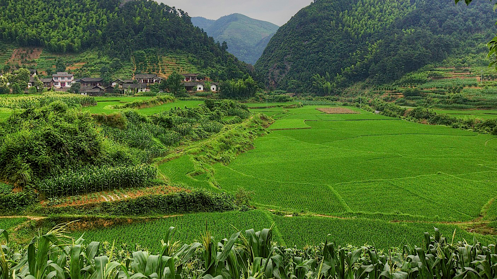 Agricultural field in mountains in China