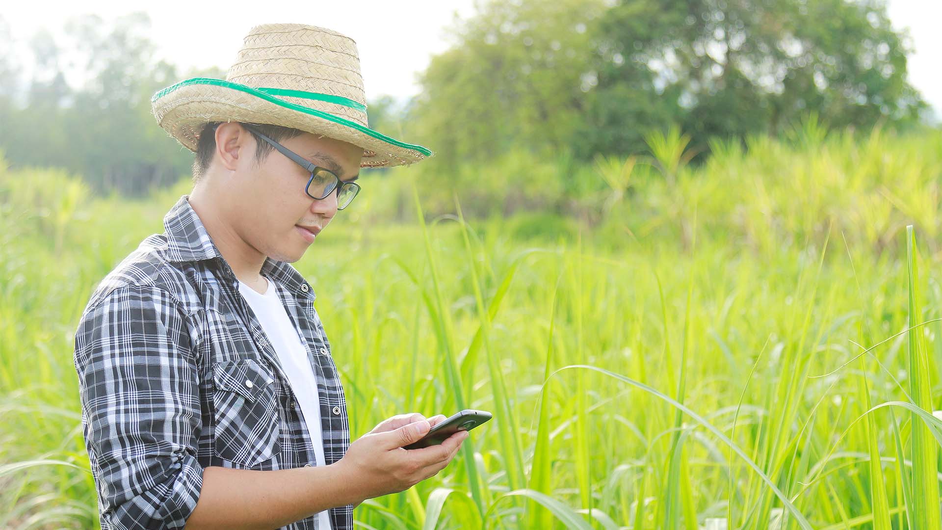Person looking at phone in agriculture field