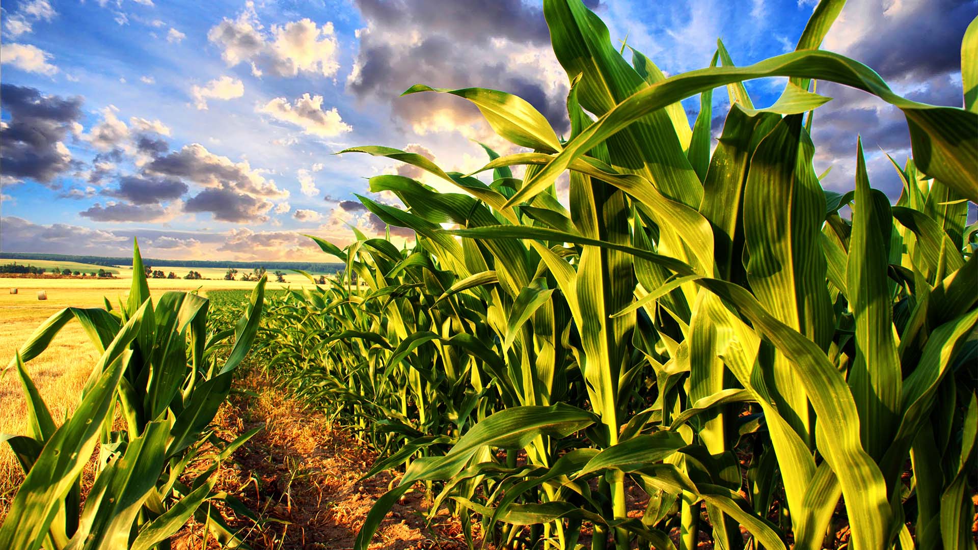 Corn field at sunset