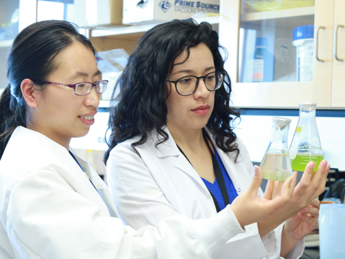 Xin Hu and Yulie Meneses examine the effect of algae treatment on nutrient removal from food processing wastewater.