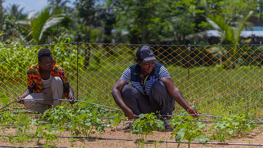 Two people working in field