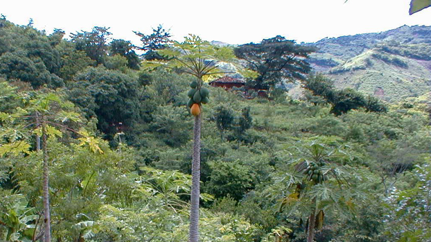 Fruit growing on tree on forest