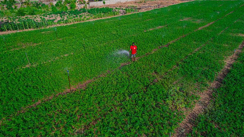 Person working on irrigation sprinklers in large agriculture field