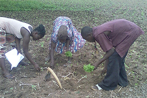 People working in agriculture field