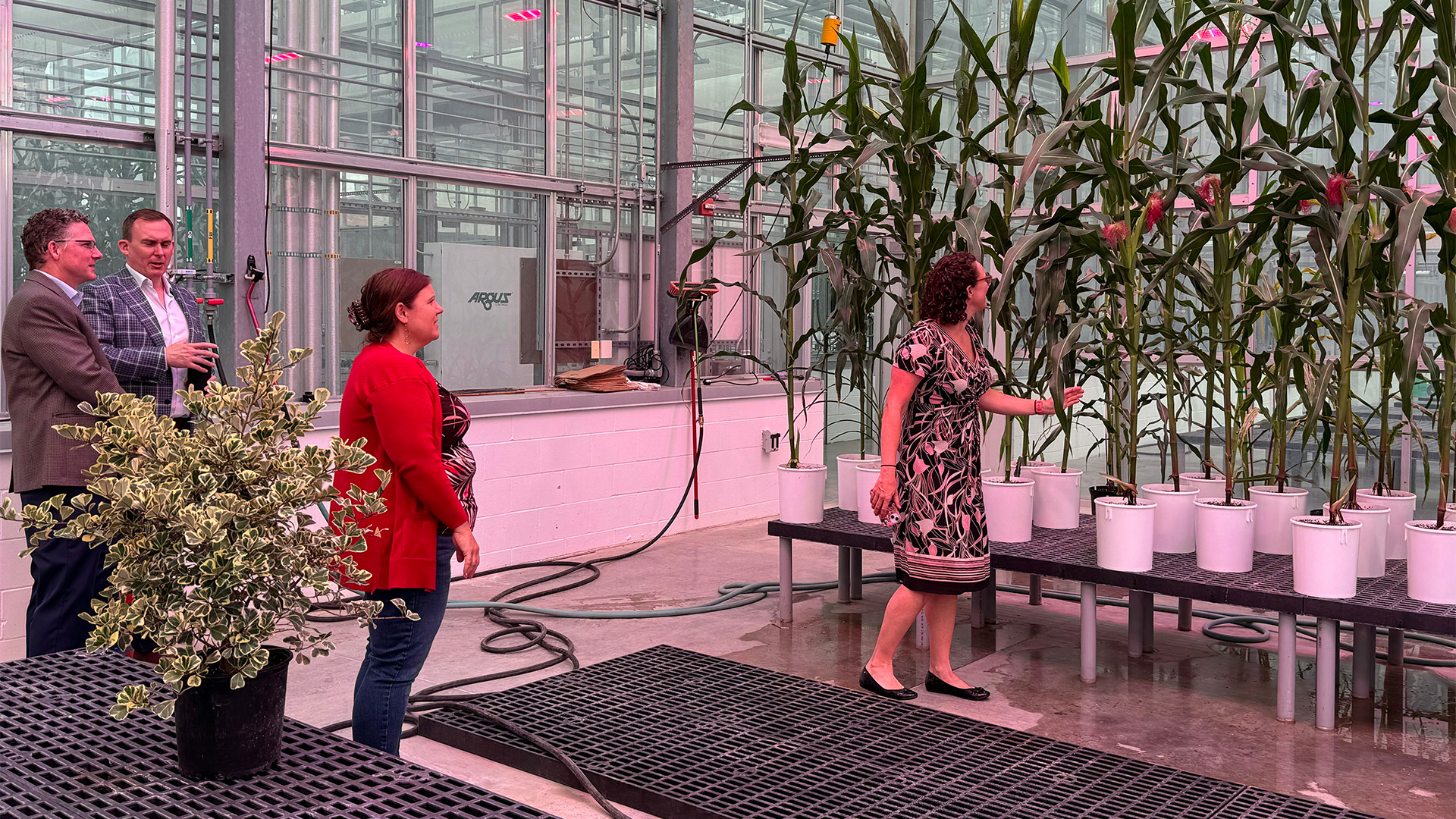 People looking at corn growing in greenhouse