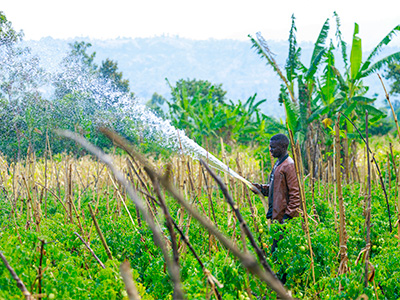 Person watering agriculture field