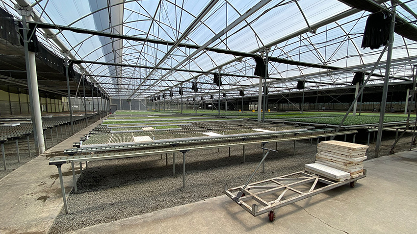 Seedling production that supports local agribusiness in Kenya