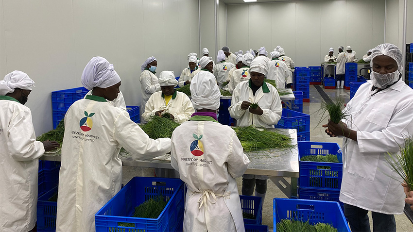 Employees in agro-processing company