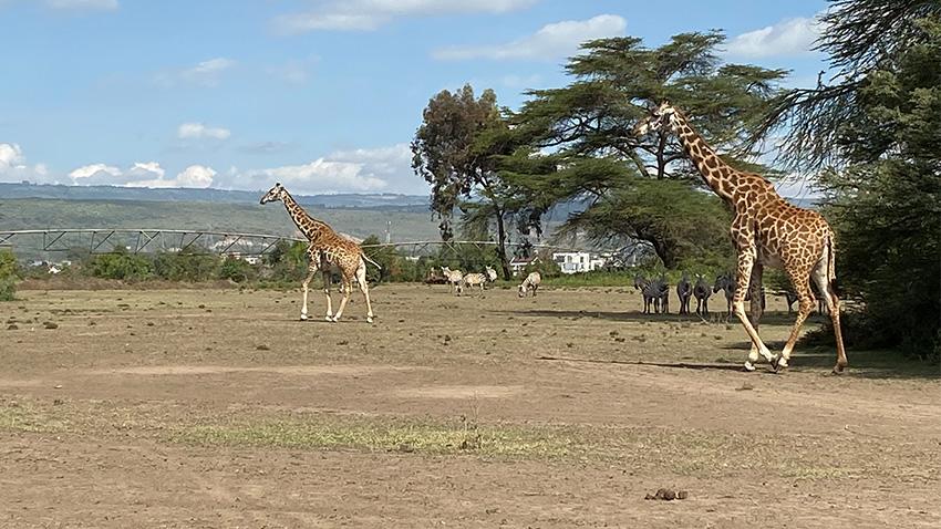 Local wildlife with center pivot in the background