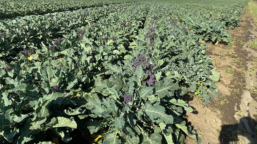 Purple-sprouting broccoli irrigated with water from Lake Naivasha