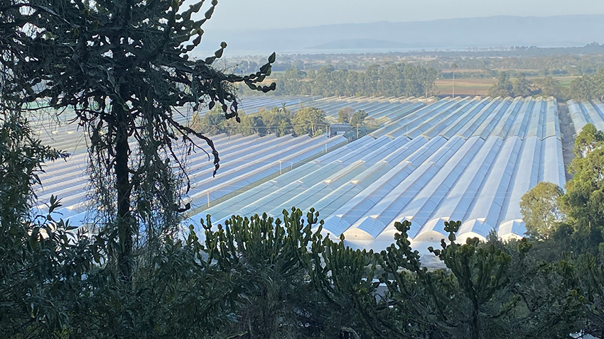 Greenhouses outside Naivasha, Kenya