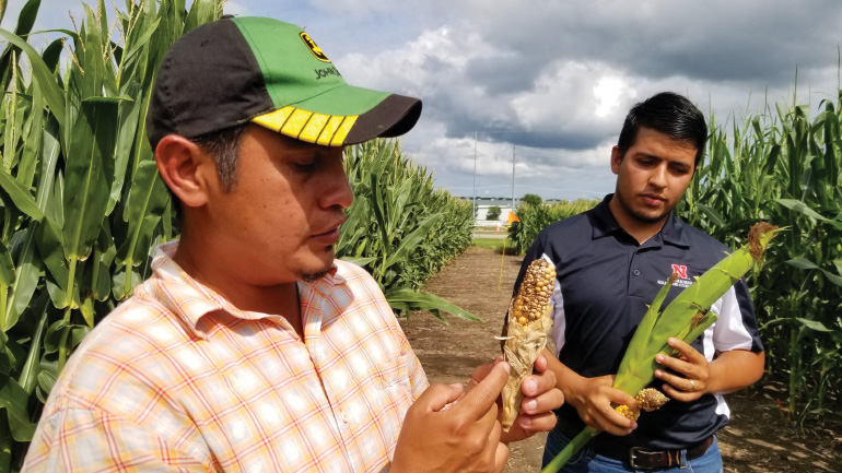 Two people looking at corn ears