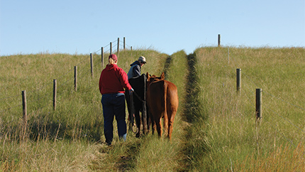 Two people walking down grass lane with livestock