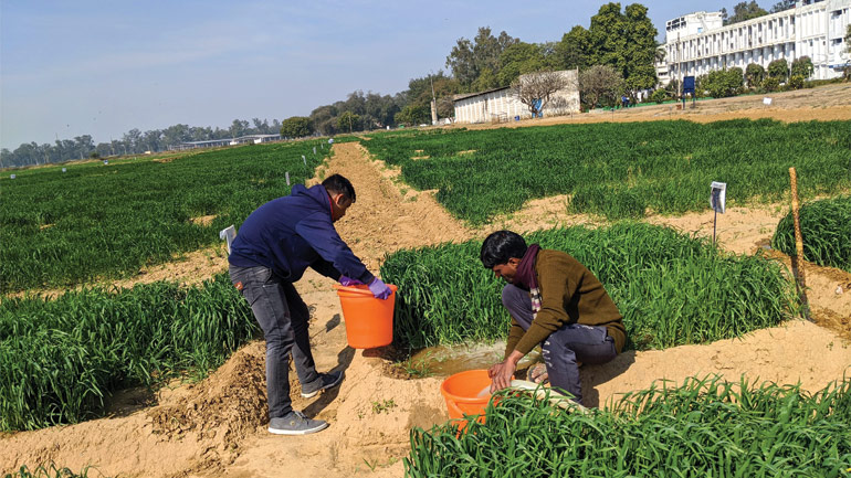 Two people working with orange buckets in green field