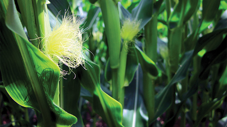 Green corn plants in field