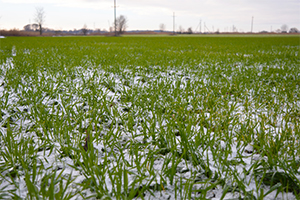 Millet field covered with snow