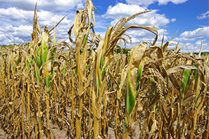 Drought damaged cornfield