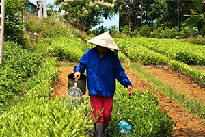 Person watering plans with watering can