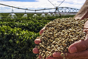 Person holding agriculture crop in hands with center pivot and field in background