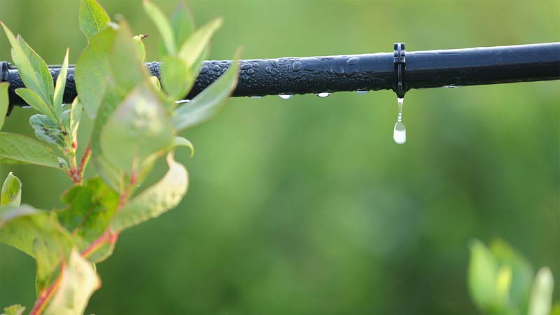 Drip irrigation on plant