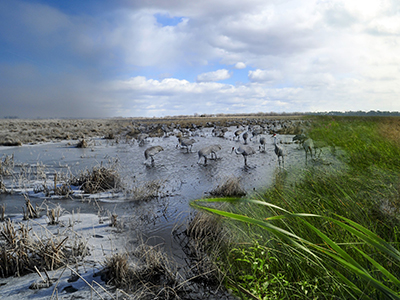 Water standing in field