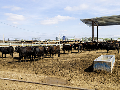 Cows standing in lot