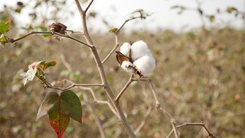 Cotton in field