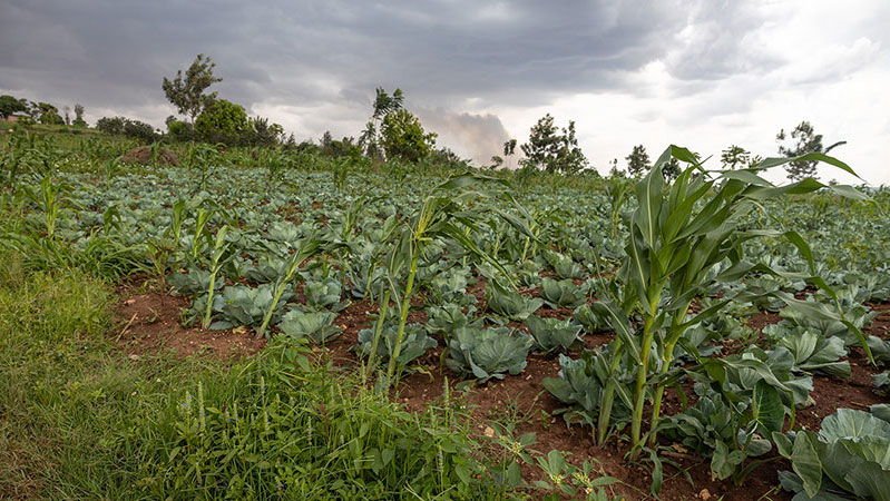 Crops growing in field