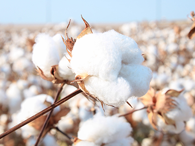 Cotton growing in field