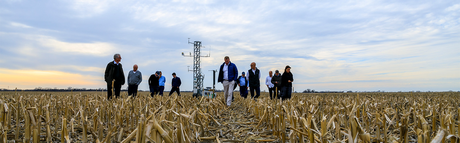 People standing in corn field