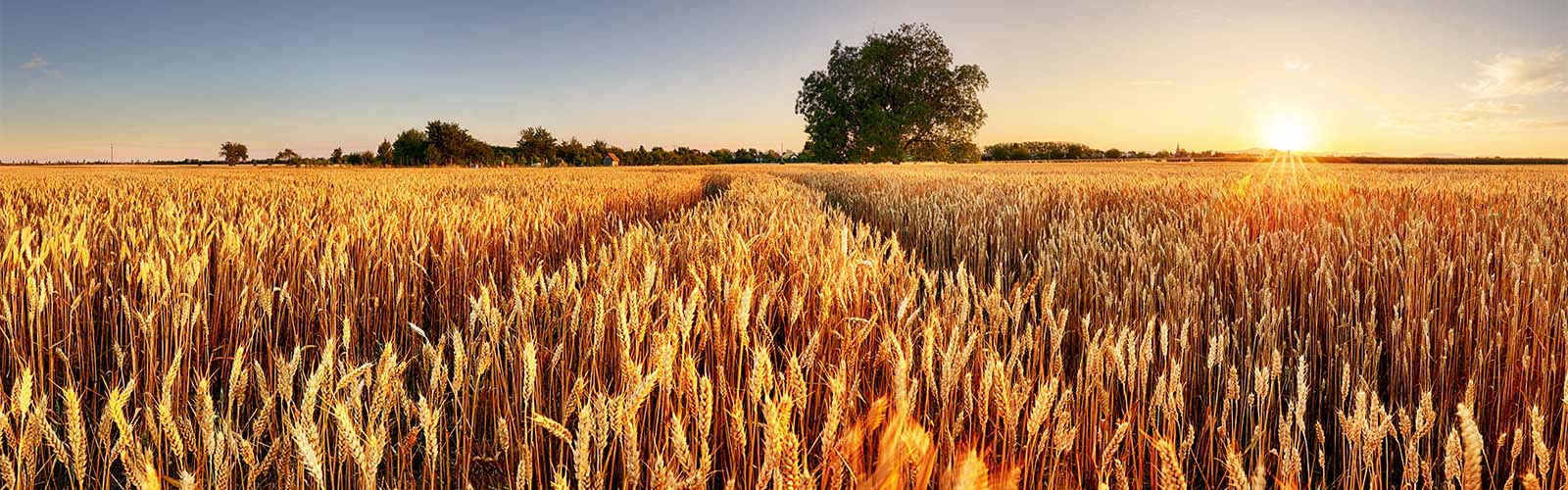 Sunset over agriculture field