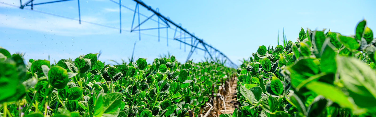 Center pivot in soybean field