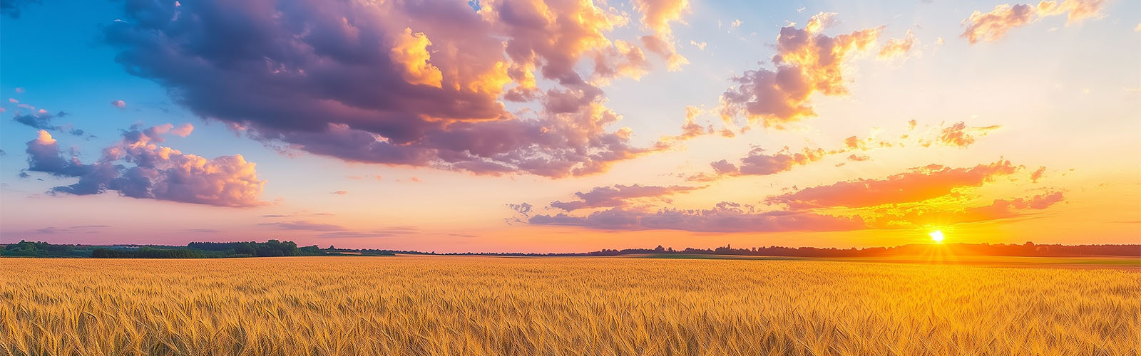Sunset over wheat field