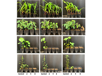 Photos of plants in greenhouse trials