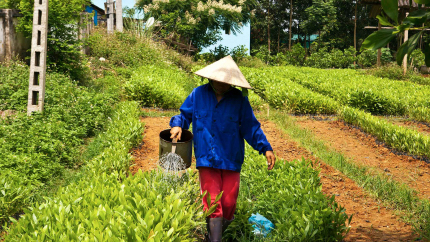 Person using watering can in field