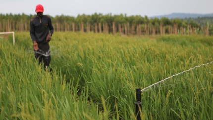 Person walking in irrigated agriculture field