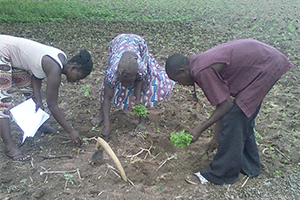 People working in agriculture field