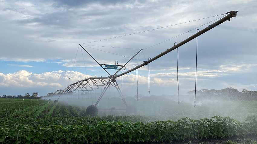 Center pivot irrigating high-value vegetables