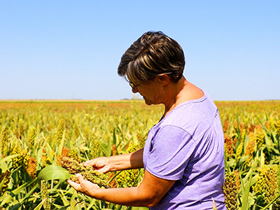 Person in field looking at agriculture crop