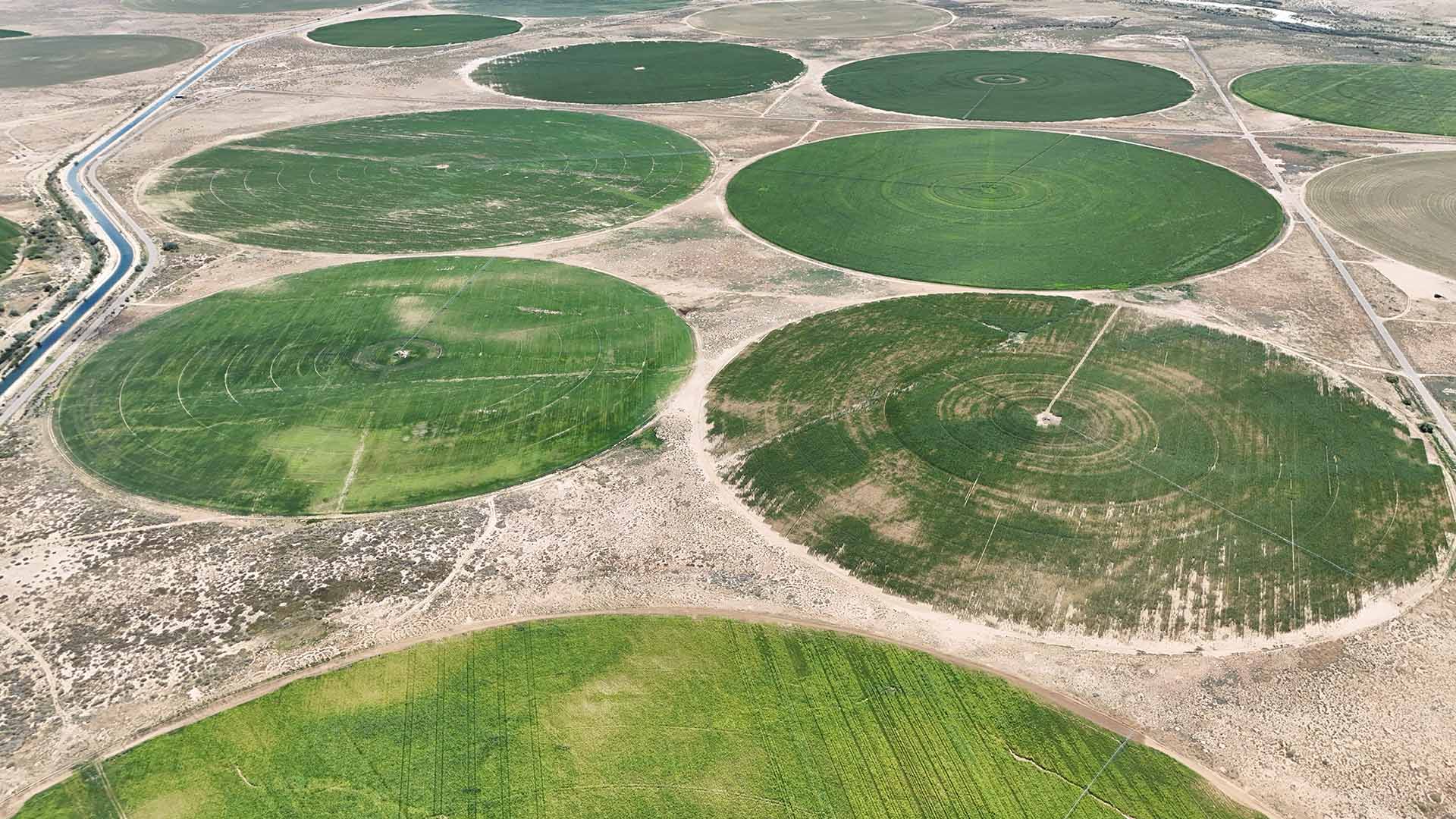 Aerial view of large circular green crop fields created by center-pivot irrigation in an arid landscape, with dirt roads between the circles.