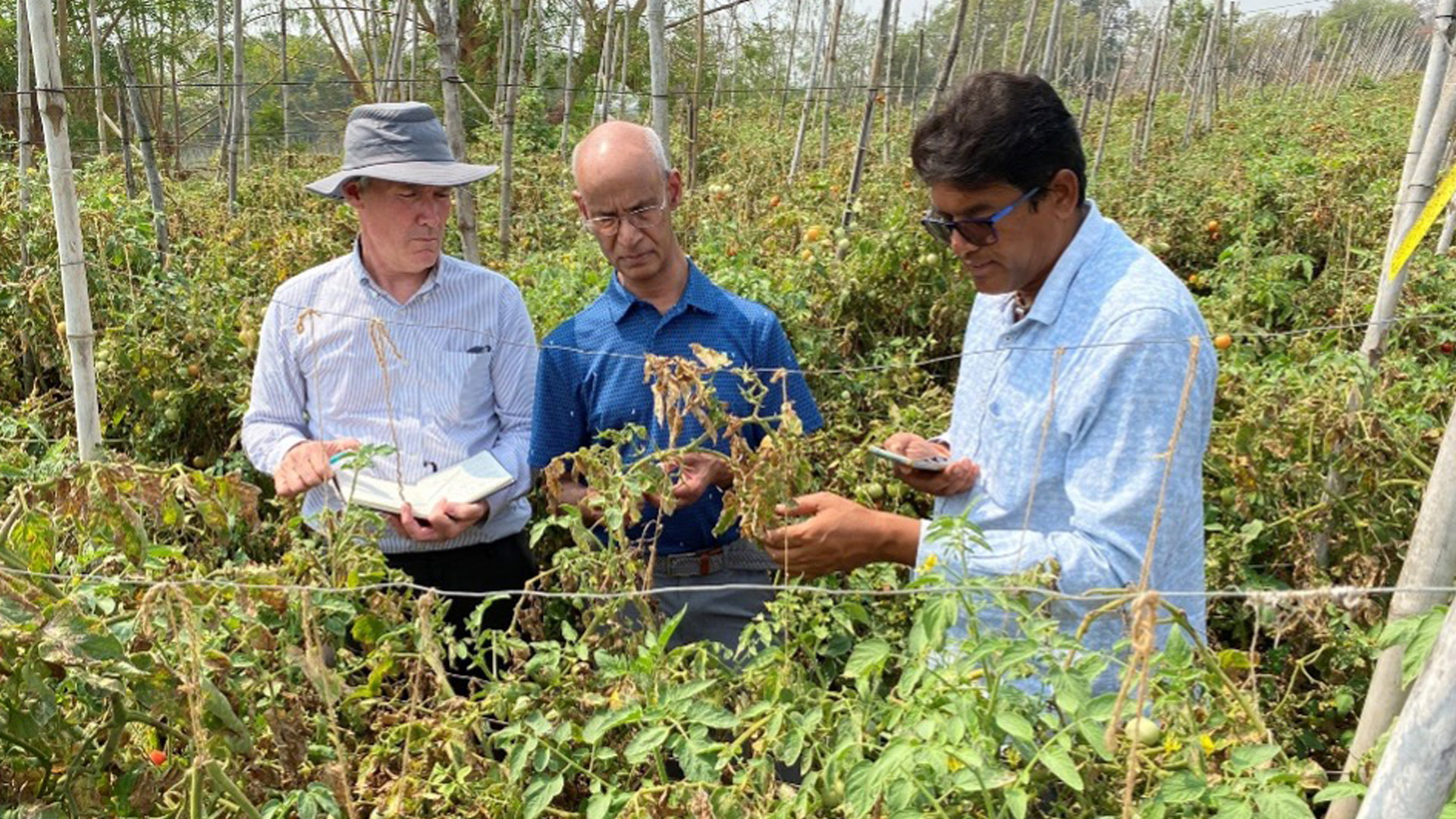 Three men inspect tomato plants in a field, with one taking notes and another checking a phone.