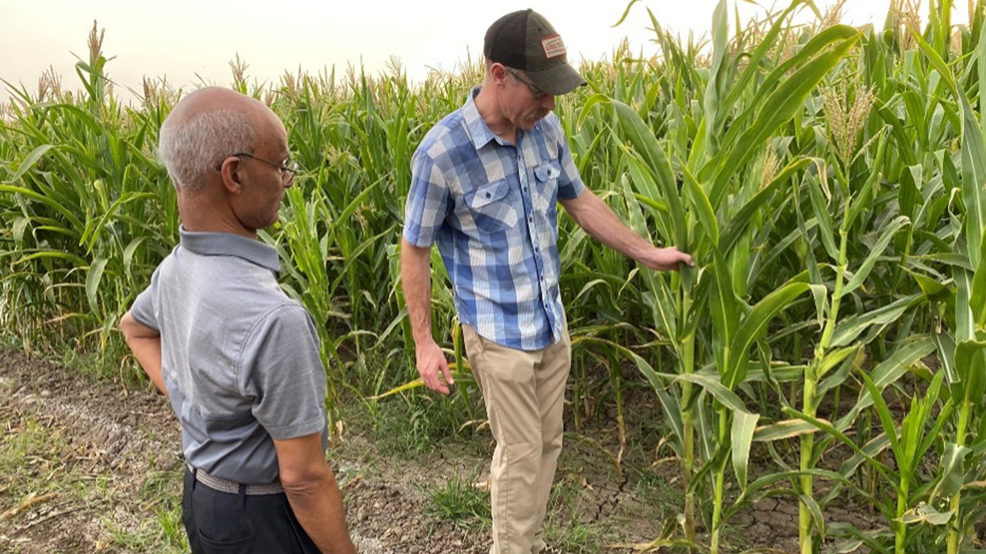 Two people stand in a cornfield, examining the plants and soil along a row.