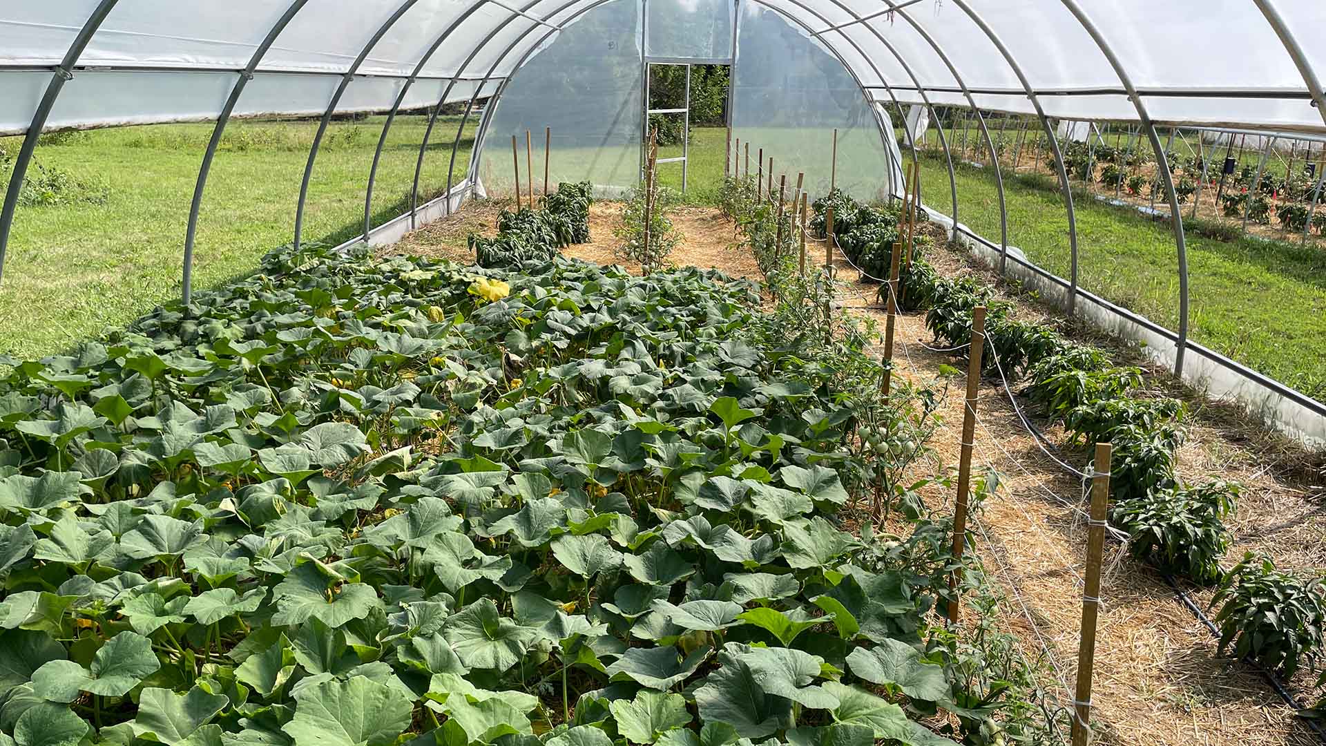 Rows of vegetable plants growing inside a hoop house greenhouse with a central walkway.