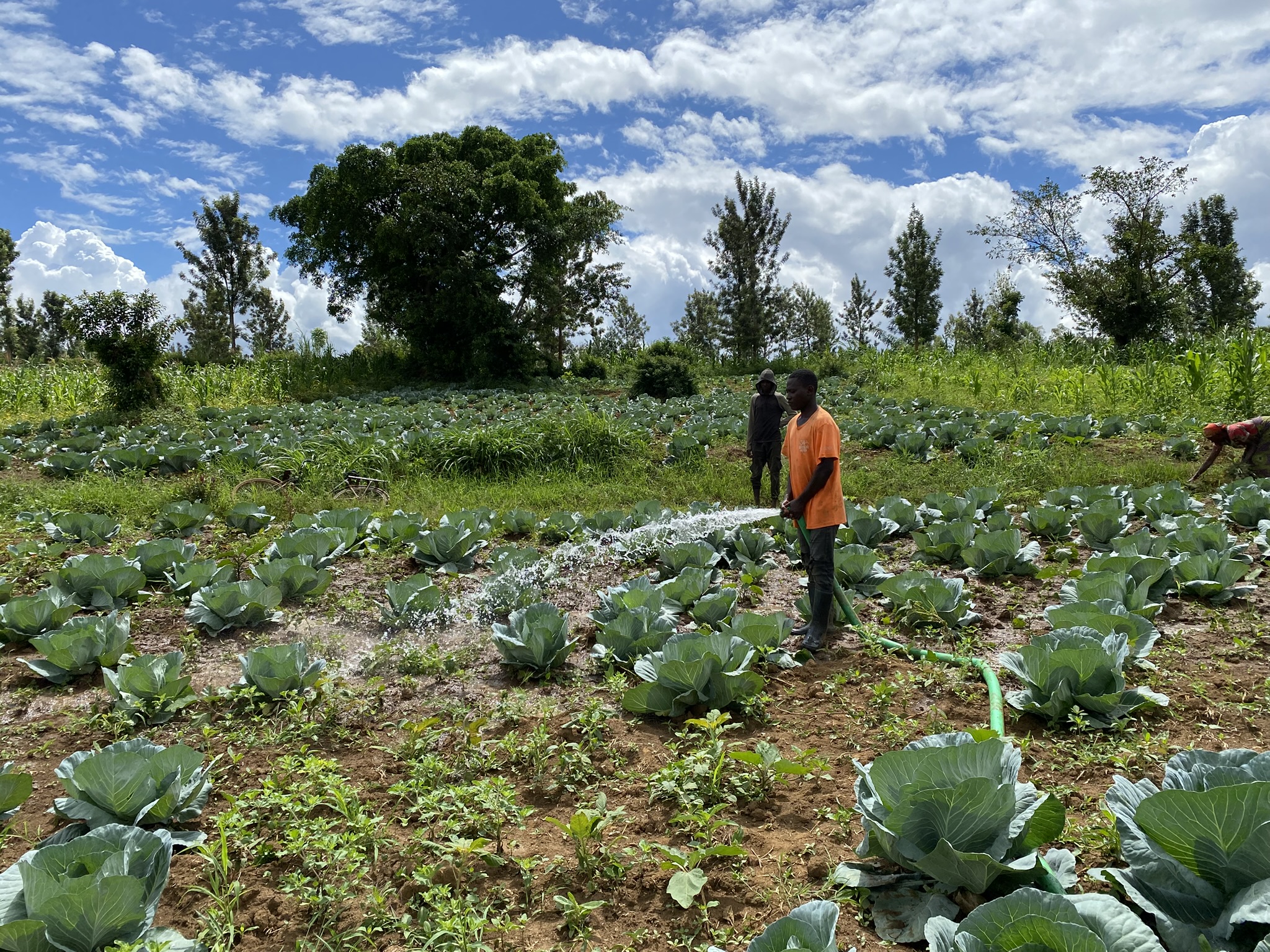 Person waters rows of cabbage plants with a hose in a green farm field under a bright, cloudy sky.