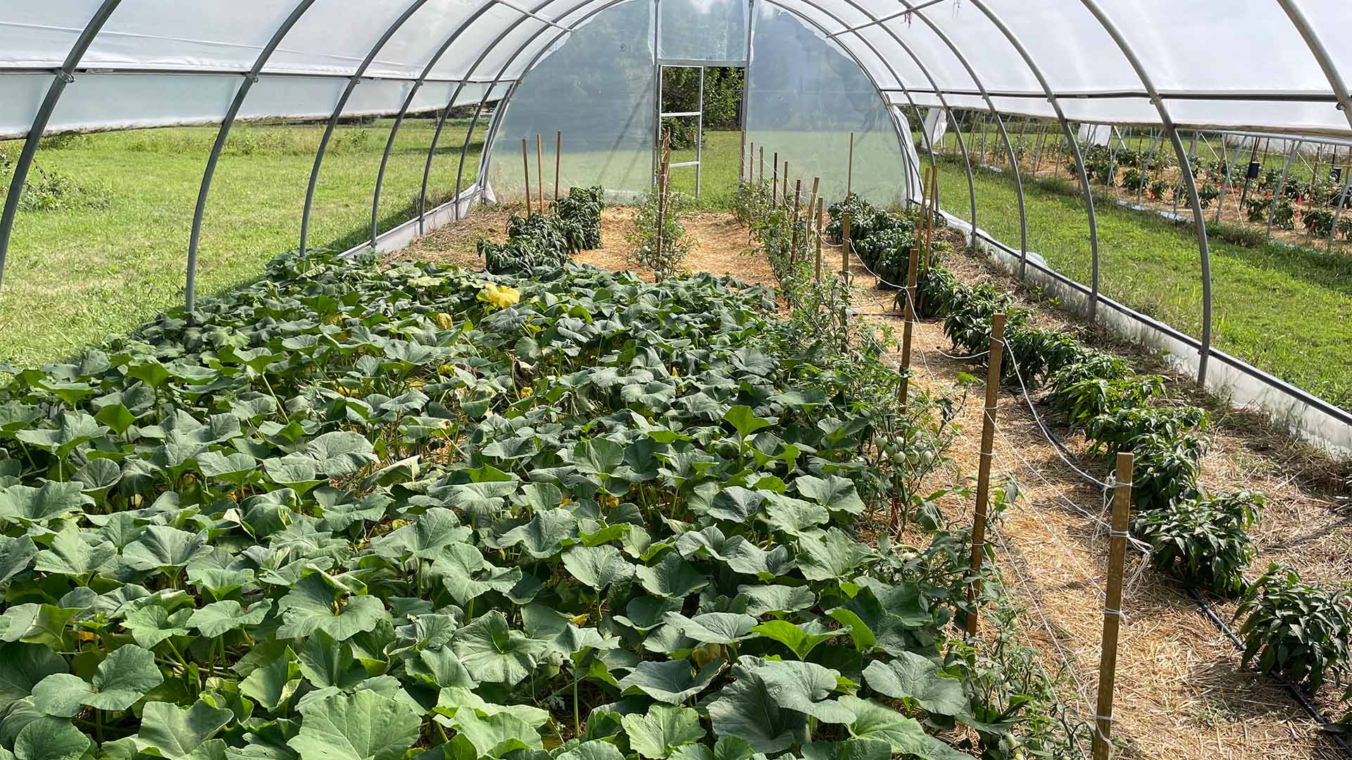 Rows of leafy vegetable plants growing inside a hoop house greenhouse.