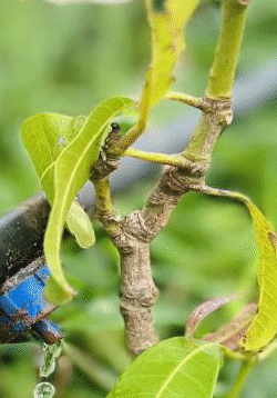 Plant growing in an open grassy area