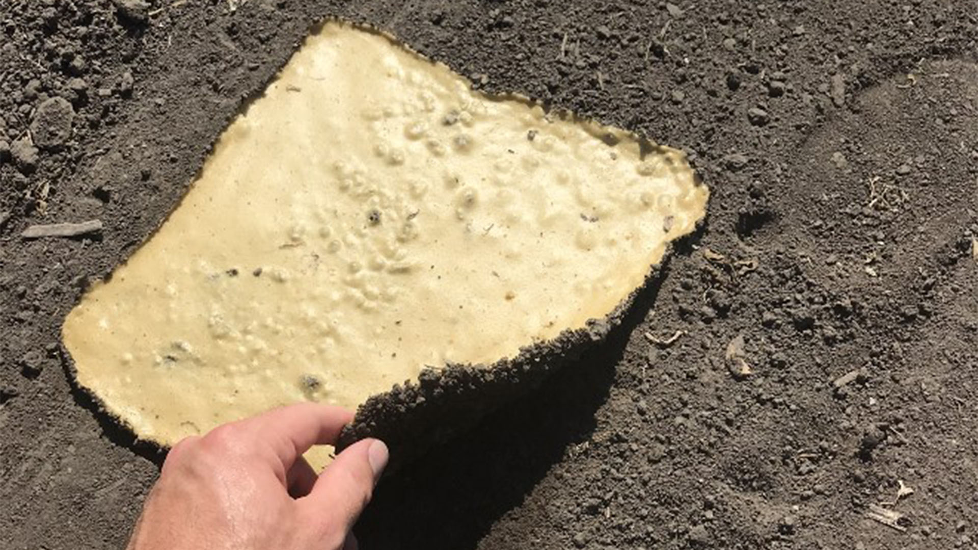 Cream patch on bare soil