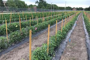Field in rows for research